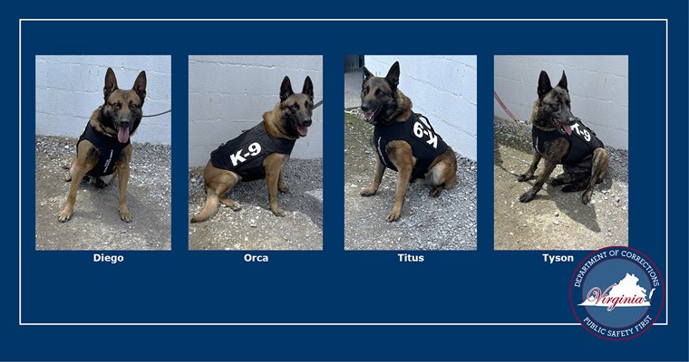 VADOC K9s Diego、Orco、Titus 和 Tyson 穿著防護背心。